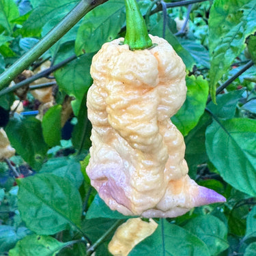 Reaper Sbagliato Purple Peach - Seeds - The Pepper Pantry (Formerly Marie Sharp's)